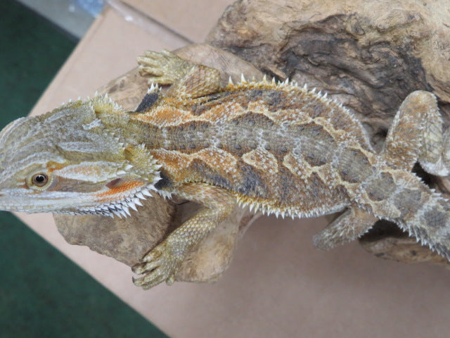 Fancy Bearded Dragon