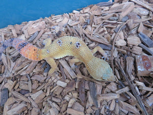 Tangerine Leopard Gecko female