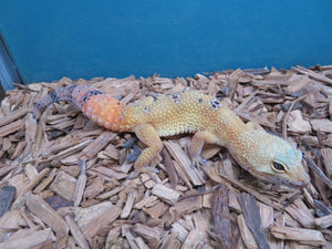 Tangerine Leopard Gecko female