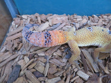 Load image into Gallery viewer, Tangerine Leopard Gecko female
