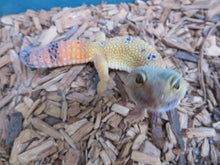 Load image into Gallery viewer, Tangerine Leopard Gecko female
