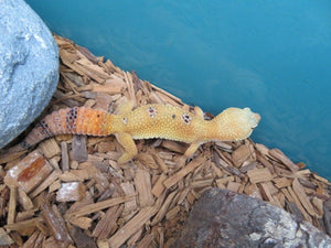 Tangerine Leopard Gecko female
