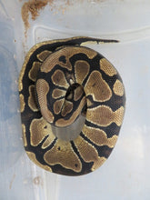 Load image into Gallery viewer, Ball Python
