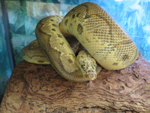 Load image into Gallery viewer, Killer Clown Ball Python
