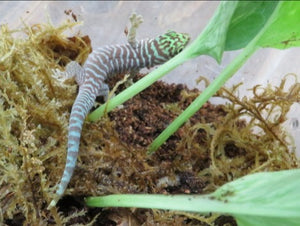 Standing's Day Gecko