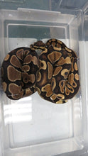 Load image into Gallery viewer, Yellow Belly Ball Python
