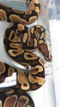 Load image into Gallery viewer, Yellow Belly Ball Python
