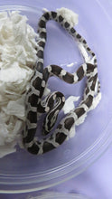 Load image into Gallery viewer, Black Corn Snake
