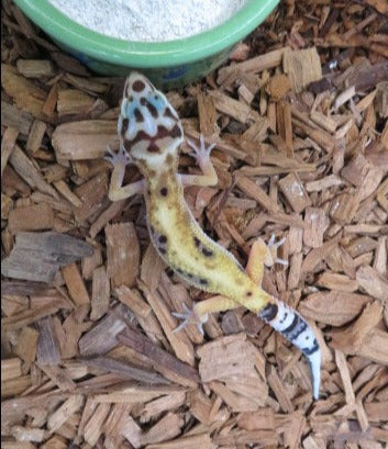 Jungle Designer Leopard Gecko baby