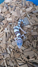 Load image into Gallery viewer, Mack Snow Leopard gecko
