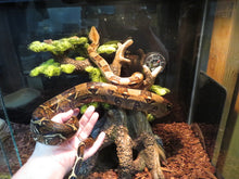 Load image into Gallery viewer, Boa Constrictor Bahia Locality
