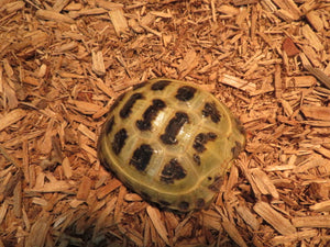 Russian Tortoise Captive Born