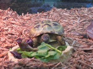 Russian Tortoise Captive Born