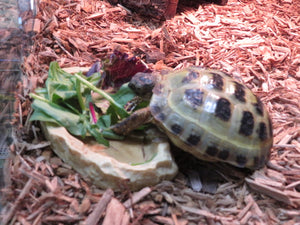 Russian Tortoise Captive Born