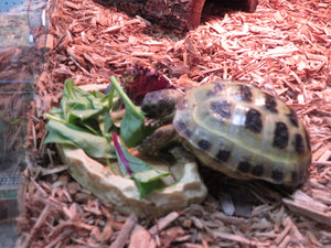 Russian Tortoise Captive Born