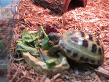 Load image into Gallery viewer, Russian Tortoise Captive Born
