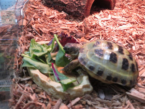 Russian Tortoise Captive Born