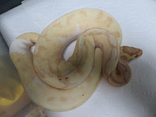 Load image into Gallery viewer, Banana Piebald Ball Python Rehome

