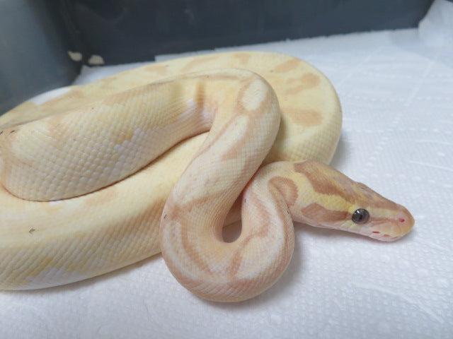 Banana Piebald Ball Python Male Rehome