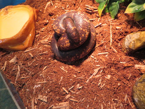 Calabar Burrowing Python