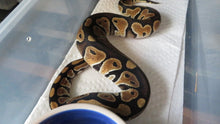 Load image into Gallery viewer, Russo Ball Python
