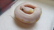Load image into Gallery viewer, Ivory Super Pastel Ball Python
