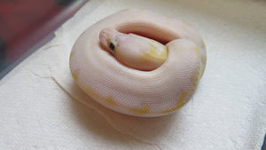 Ivory Super Pastel Ball Python
