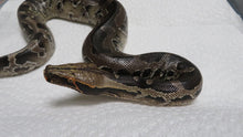 Load image into Gallery viewer, Black Blood Python Baby
