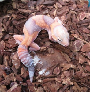 Albino Tangerine African Fat Tailed Gecko