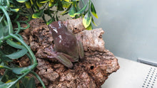 Load image into Gallery viewer, White&#39;s Tree Frog
