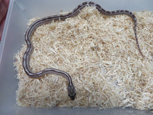 Load image into Gallery viewer, Black Motley Corn Snake
