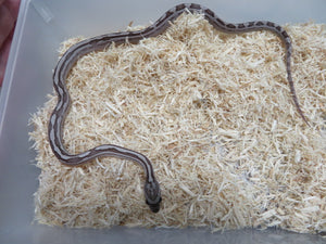 Black Motley Corn Snake