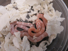 Load image into Gallery viewer, Snow Motley Corn snake
