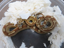 Load image into Gallery viewer, Caramel Motley Corn Snake
