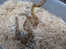 Load image into Gallery viewer, Caramel Motley Corn Snake
