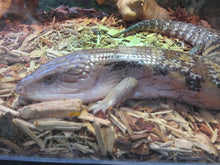 Load image into Gallery viewer, Northern Blue Tongue Skink
