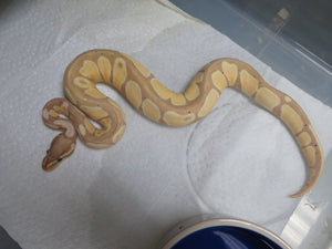 Banana Super Pastel Ball Python Females