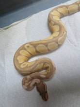 Load image into Gallery viewer, Banana Super Pastel Ball Python Females
