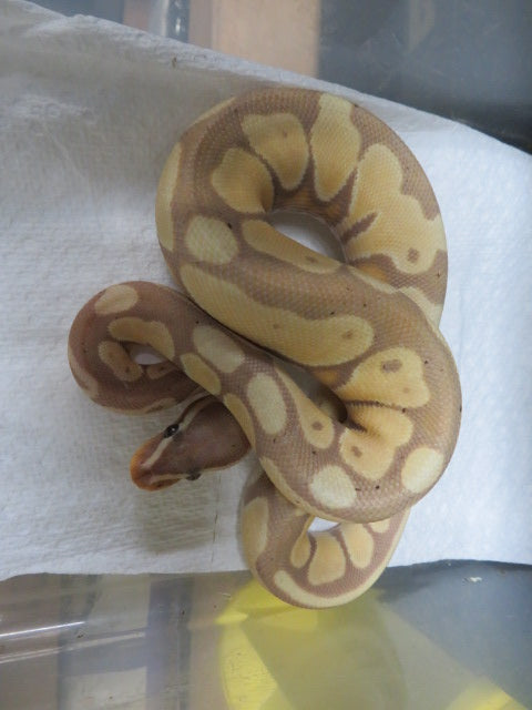 Banana Super Pastel Ball Python Females