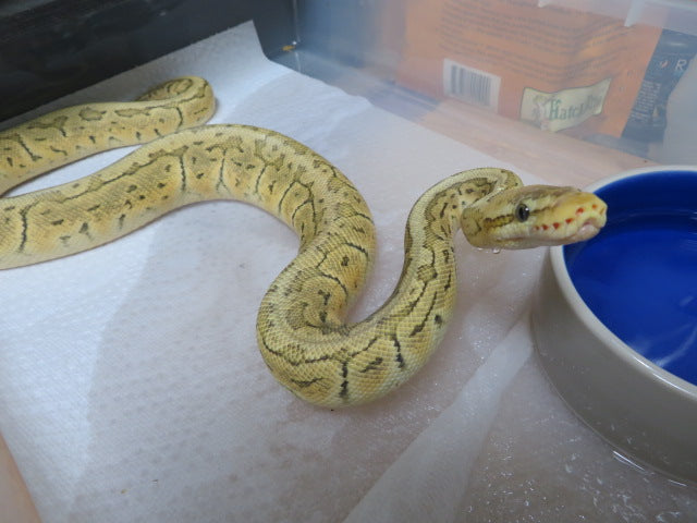 Lemon Blast Ball Python Female