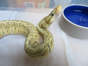 Lemon Blast Ball Python Female