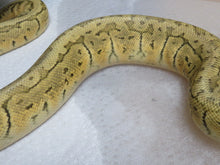 Load image into Gallery viewer, Lemon Blast Ball Python Female
