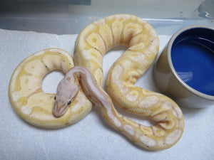 Banana Super Pastel Ball Python (Lemony)