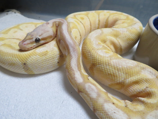 Banana Super Pastel Ball Python (Lemony)