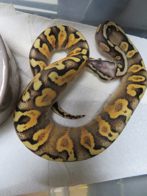 GHI Super Pastel Yellow Belly Spark Ball Pythons A4