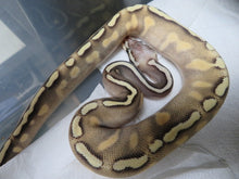 Load image into Gallery viewer, GHI Mojave Yellow Belly Pastel Ball Pythons Males B16  D2
