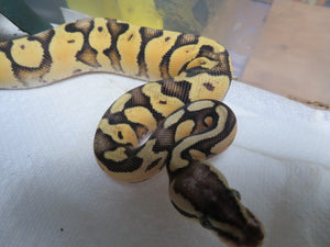 Super Pastel Yellow Belly Spark Ball Python