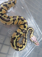 Load image into Gallery viewer, Super Pastel Clown Ball Python Female
