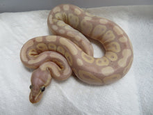 Load image into Gallery viewer, Banana Pastel Ball Python Female
