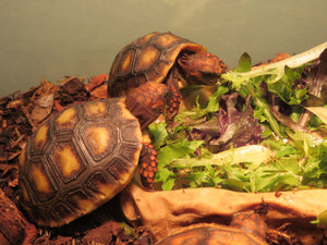 Red Footed Tortoise Baby